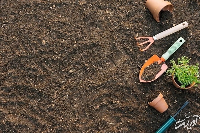 خاک مناسب برای شمشاد کود دهی شمشاد